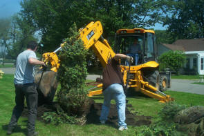 trees2.jpg (188293 bytes)